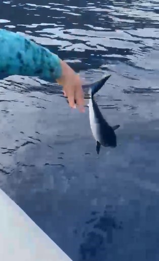 Oltasına takılan köpek balığı yavrusunu nasihat ederek denize bıraktı