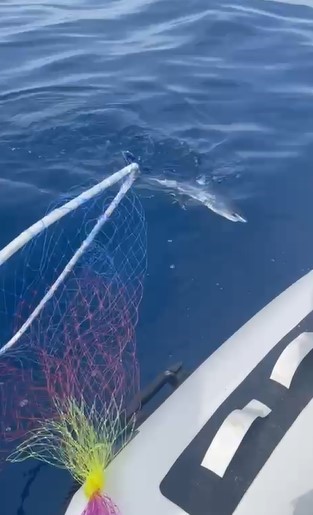 Oltasına takılan köpek balığı yavrusunu nasihat ederek denize bıraktı