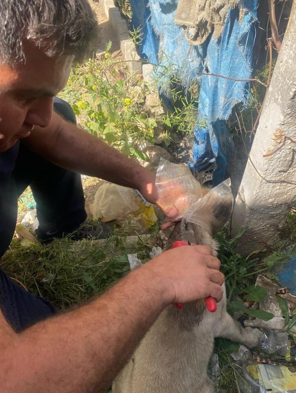 Kafasına bidon sıkışan yavru köpeğin yardımına itfaiye yetişti