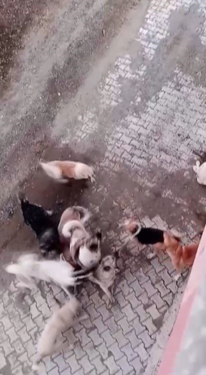 Köpekler arasında yaşanan korkutan boğuşma kamerada