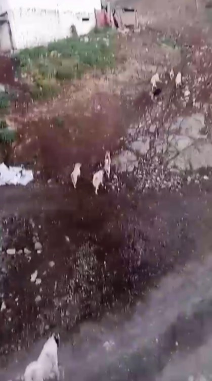 Köpekler arasında yaşanan korkutan boğuşma kamerada