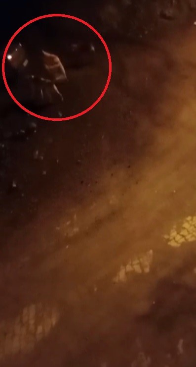 Köpekler arasında yaşanan korkutan boğuşma kamerada