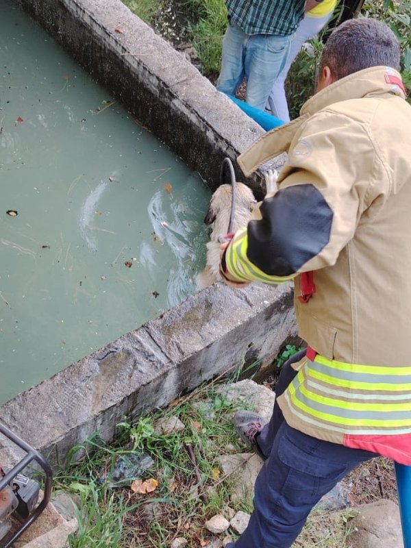 Sulama kanalına düşen köpeği itfaiye kurtardı