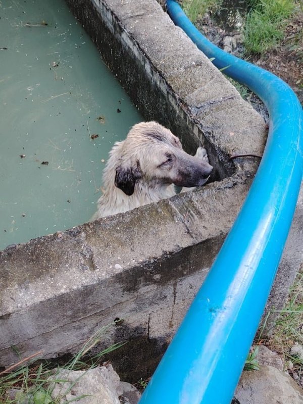 Sulama kanalına düşen köpeği itfaiye kurtardı