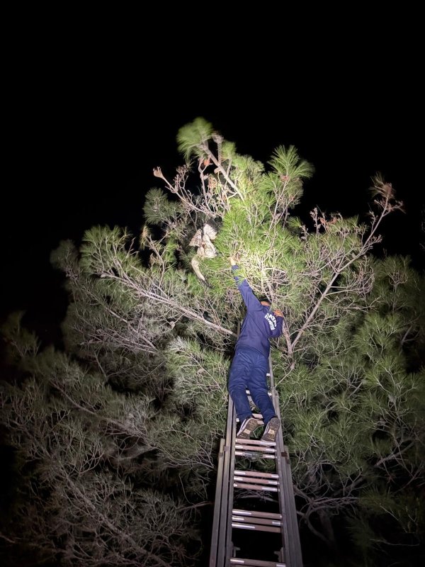 Ayağına misina dolanan leyleğe itfaiyeden hayat kurtaran müdahale