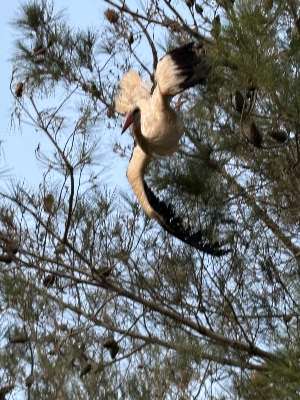 Ayağına misina dolanan leyleğe itfaiyeden hayat kurtaran müdahale