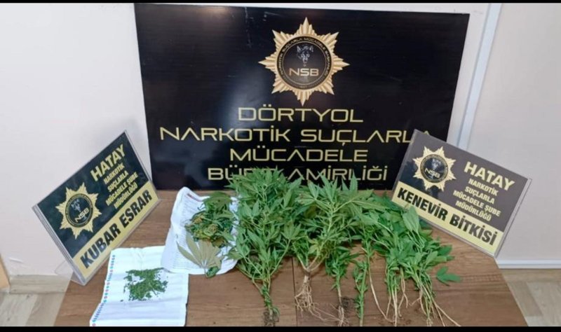 Dörtyol'da hint keneviri operasyonu