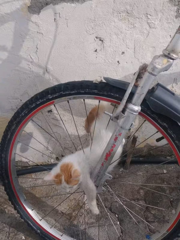 Bisikletin jant teline sıkışan yavru kediyi itfaiye kurtardı