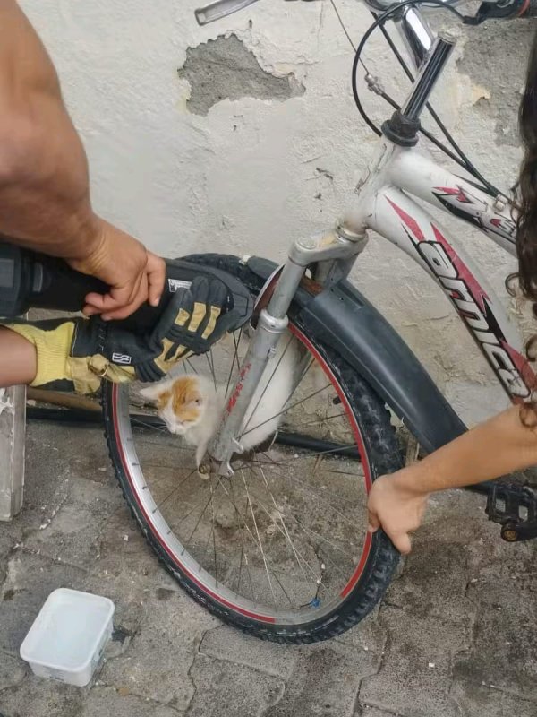 Bisikletin jant teline sıkışan yavru kediyi itfaiye kurtardı