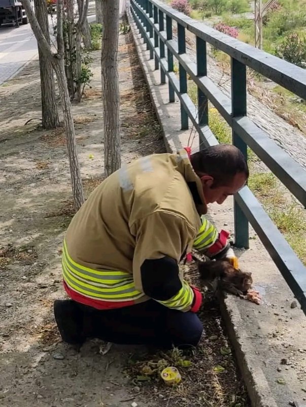 Aracın kaputuna giren yavru kediyi itfaiye kurtardı
