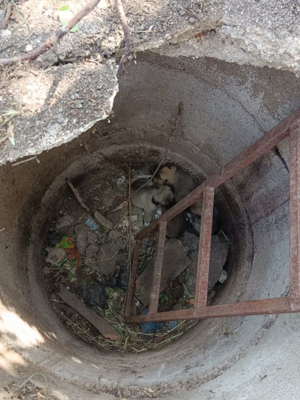 Yavruları kurtarılana kadar ekiplerin başını bekledi