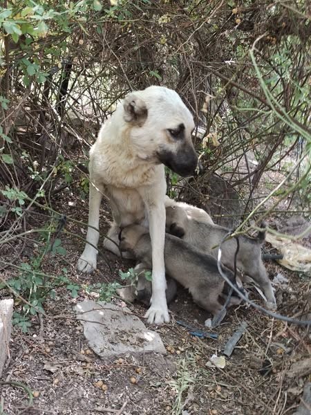 Yavruları kurtarılana kadar ekiplerin başını bekledi