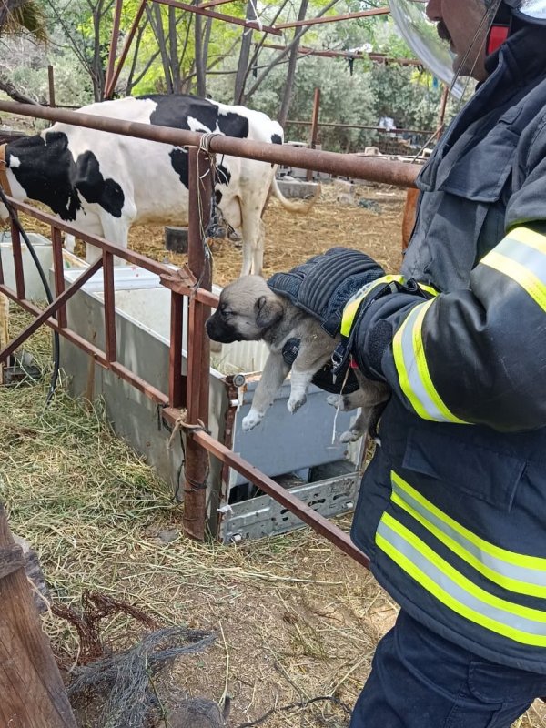 Yavruları kurtarılana kadar ekiplerin başını bekledi