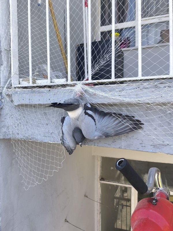 Balkondaki ağda mahsur kalan güvercini itfaiye kurtardı
