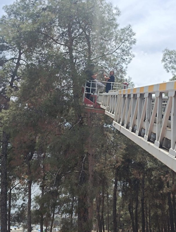 Kafesinden kaçan muhabbet kuşunu itfaiye yakaladı
