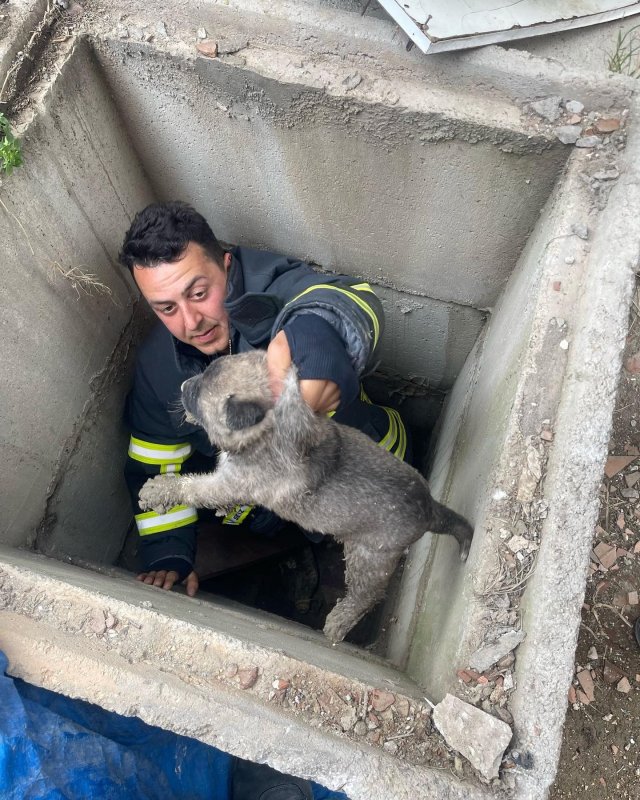 Kuyuya düşen yavru köpekleri itfaiye kurtardı
