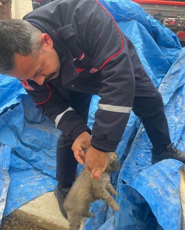 Kuyuya düşen yavru köpekleri itfaiye kurtardı