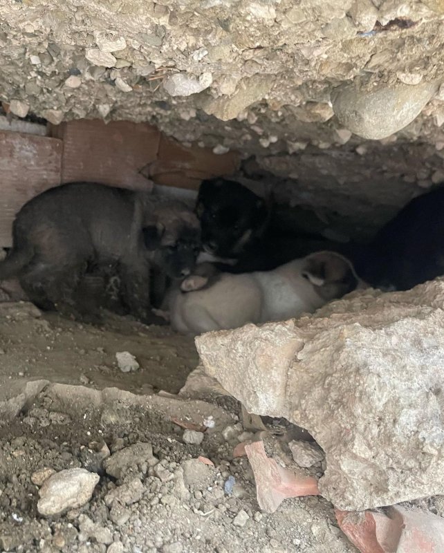 Kuyuya düşen yavru köpekleri itfaiye kurtardı