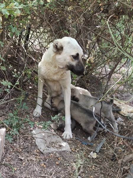 Anne köpeğin kuyuya düşen yavrularına kavuşması yürekleri ısıttı