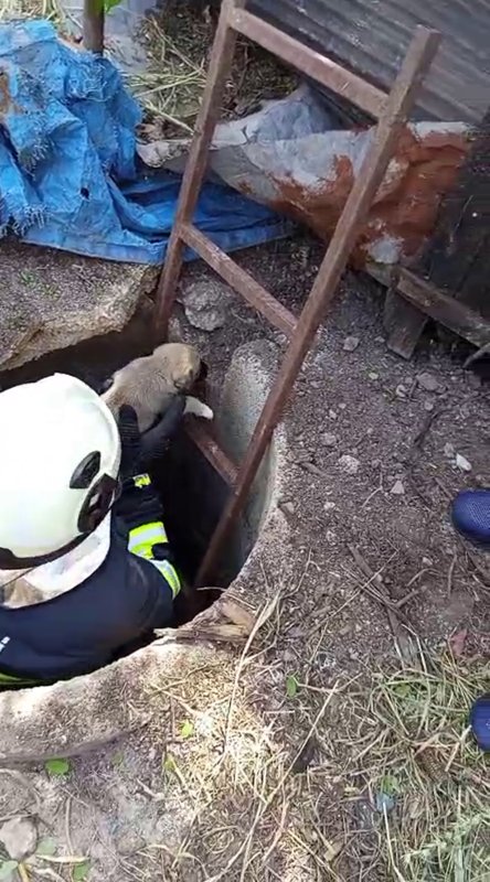 Anne köpeğin kuyuya düşen yavrularına kavuşması yürekleri ısıttı