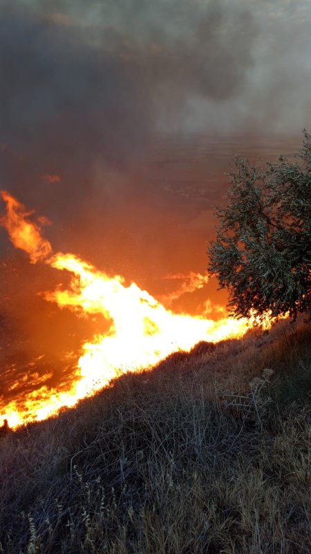 Hatay’da zeytinlikte yangın (Fotoğraflı) Mehmet İhsan Çakar HATAY (İHA) - Hatay’da zeytinlik alanda çıkan ve fırtınanın etkisiyle kısa sürede büyüyen yangında ağaçlar alevlere teslim oldu. Alevler, itfaiye ekiplerinin müdahalesiyle söndürüldü. Yangın, Belen ilçesi Kıcı Mahallesi mevkiinde zeytinlik alanda yaşandı. Çıkış nedeni henüz belirlenemeyen yangında alevler kısa sürede fırtınanın etkisiyle geniş bir alana yayıldı. İhbar üzerine bölgeye Hatay Büyükşehir Belediyesi itfaiye ekipleri intikal etti. İtfaiye ekiplerinin müdahalesiyle alevler yerleşim yerlerine ulaşmadan kontrol altına alındı. Yangında zeytinlik alan zarar gördü.