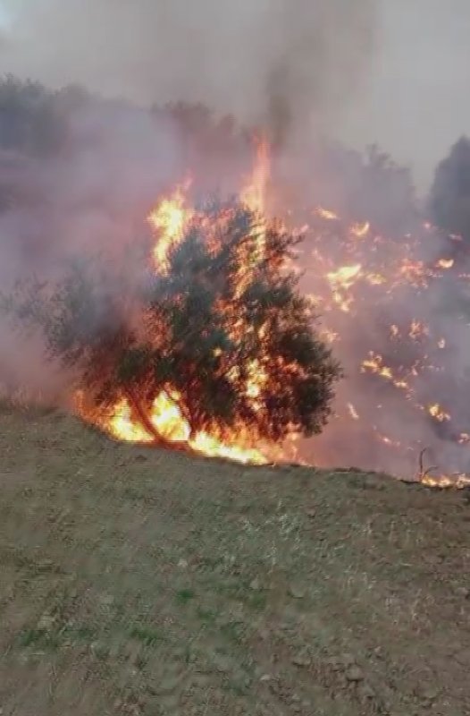 Hatay’da zeytinlikte yangın (Fotoğraflı) Mehmet İhsan Çakar HATAY (İHA) - Hatay’da zeytinlik alanda çıkan ve fırtınanın etkisiyle kısa sürede büyüyen yangında ağaçlar alevlere teslim oldu. Alevler, itfaiye ekiplerinin müdahalesiyle söndürüldü. Yangın, Belen ilçesi Kıcı Mahallesi mevkiinde zeytinlik alanda yaşandı. Çıkış nedeni henüz belirlenemeyen yangında alevler kısa sürede fırtınanın etkisiyle geniş bir alana yayıldı. İhbar üzerine bölgeye Hatay Büyükşehir Belediyesi itfaiye ekipleri intikal etti. İtfaiye ekiplerinin müdahalesiyle alevler yerleşim yerlerine ulaşmadan kontrol altına alındı. Yangında zeytinlik alan zarar gördü.