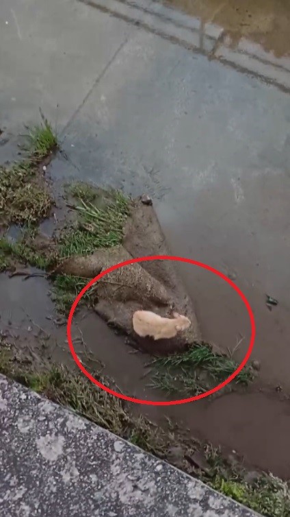 Su kanalında mahsur kalan kedinin yardımına itfaiye ekipleri koştu