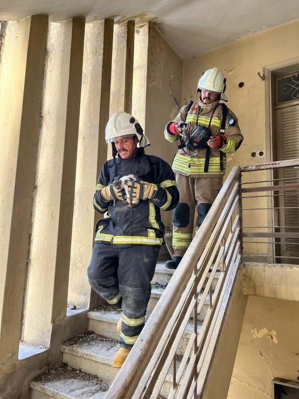Alevlerin arasında mahsur kalan yavru kedileri miyavlamaları hayata tutundurdu