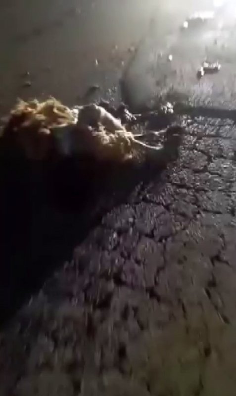 Otomobilin çarptığı 10 küçükbaş hayvan telef oldu