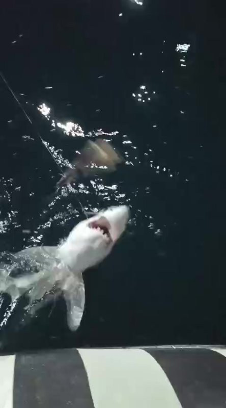 Oltasına takılan köpek balığı yavrusunu arkadaşına nispet yaparak denize bıraktı