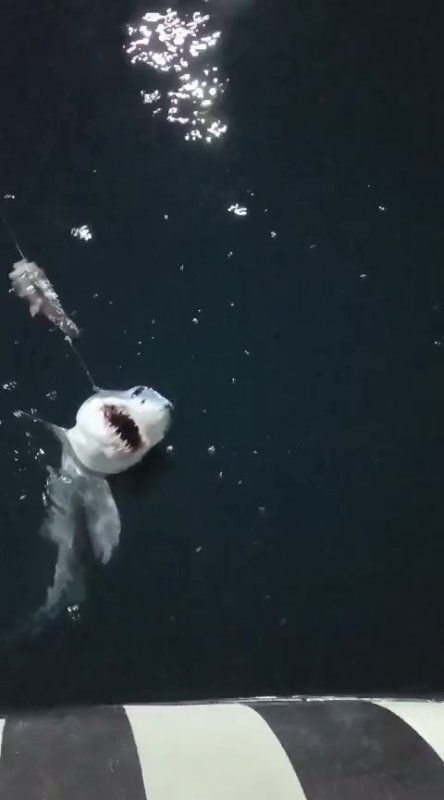 Oltasına takılan köpek balığı yavrusunu arkadaşına nispet yaparak denize bıraktı