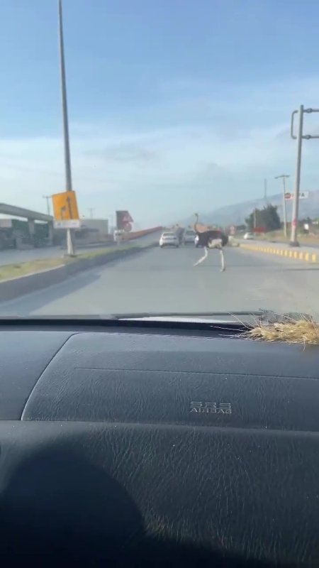 Deve kuşunu trafikte gören vatandaşın şaşkınlık yaşadığı anlar gülümsetti