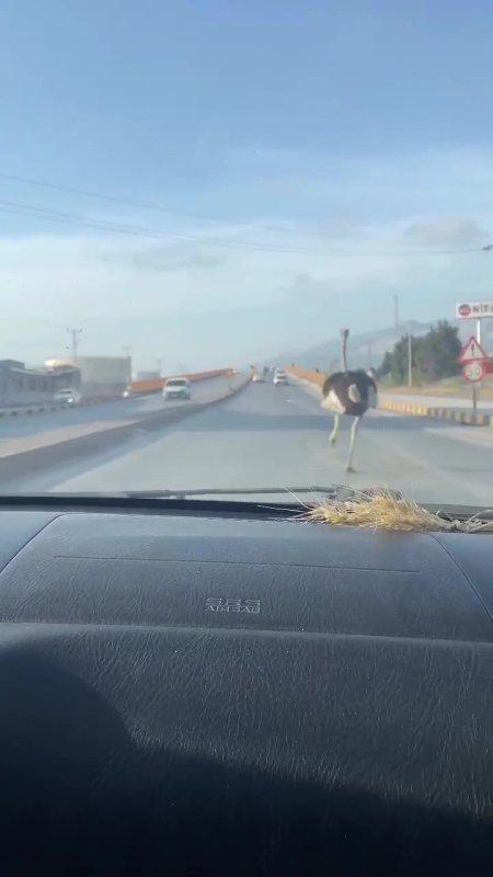 Deve kuşunu trafikte gören vatandaşın şaşkınlık yaşadığı anlar gülümsetti