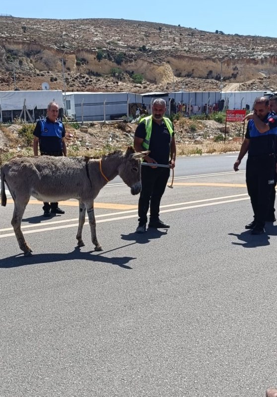 Ana yola çıkarak trafiği tehlikeye düşüren eşek koruma altına alındı (Fotoğraflı) Ahmet Arslan HATAY (İHA) - Hatay'da ana yola çıkarak trafiği tehlikeye düşüren sahipsiz eşek, zabıta ekipleri tarafından hayvan bakım ve rehabilitasyon merkezine teslim edildi. Reyhanlı ilçesi girişinde ana yola çıkan ve trafiği tehlikeye atan sahipsiz eşekle ilgili ihbar gelmesi üzerine ekipler harekete geçti. Bölgeye intikal eden Reyhanlı Belediyesi zabıta ekipleri, eşeği kısa sürede koruma altına alarak trafik güvenliğini sağladı. Emniyetli bölgeye götürülen eşek, Hatay Büyükşehir Belediyesi Sahipsiz Hayvan Bakım ve Rehabilitasyon Merkezi'nde koruma altına alındı.