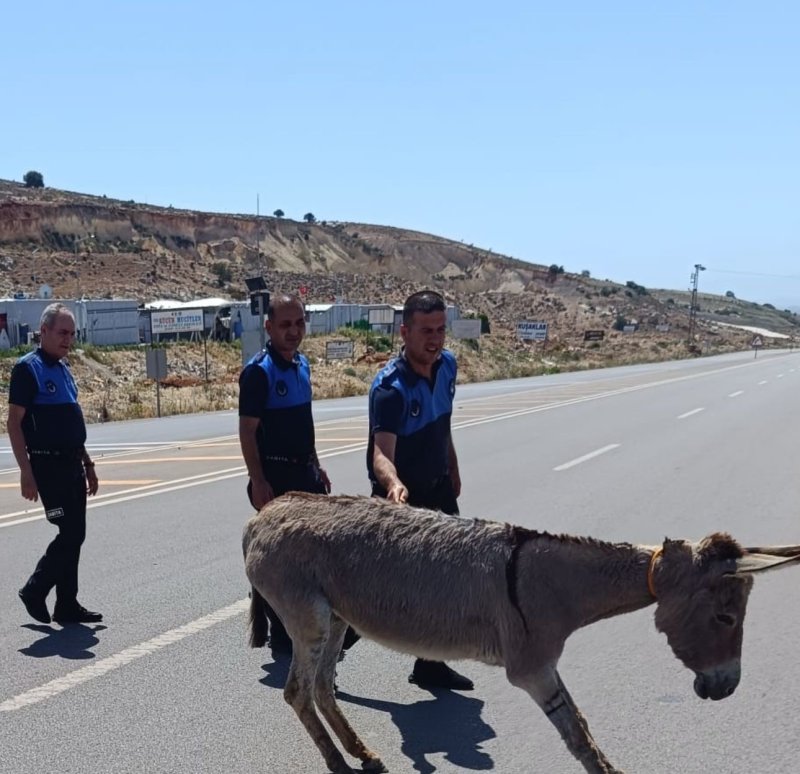 Ana yola çıkarak trafiği tehlikeye düşüren eşek koruma altına alındı (Fotoğraflı) Ahmet Arslan HATAY (İHA) - Hatay'da ana yola çıkarak trafiği tehlikeye düşüren sahipsiz eşek, zabıta ekipleri tarafından hayvan bakım ve rehabilitasyon merkezine teslim edildi. Reyhanlı ilçesi girişinde ana yola çıkan ve trafiği tehlikeye atan sahipsiz eşekle ilgili ihbar gelmesi üzerine ekipler harekete geçti. Bölgeye intikal eden Reyhanlı Belediyesi zabıta ekipleri, eşeği kısa sürede koruma altına alarak trafik güvenliğini sağladı. Emniyetli bölgeye götürülen eşek, Hatay Büyükşehir Belediyesi Sahipsiz Hayvan Bakım ve Rehabilitasyon Merkezi'nde koruma altına alındı.
