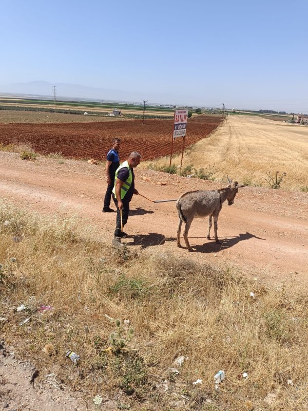 Ana yola çıkarak trafiği tehlikeye düşüren eşek koruma altına alındı (Fotoğraflı) Ahmet Arslan HATAY (İHA) - Hatay'da ana yola çıkarak trafiği tehlikeye düşüren sahipsiz eşek, zabıta ekipleri tarafından hayvan bakım ve rehabilitasyon merkezine teslim edildi. Reyhanlı ilçesi girişinde ana yola çıkan ve trafiği tehlikeye atan sahipsiz eşekle ilgili ihbar gelmesi üzerine ekipler harekete geçti. Bölgeye intikal eden Reyhanlı Belediyesi zabıta ekipleri, eşeği kısa sürede koruma altına alarak trafik güvenliğini sağladı. Emniyetli bölgeye götürülen eşek, Hatay Büyükşehir Belediyesi Sahipsiz Hayvan Bakım ve Rehabilitasyon Merkezi'nde koruma altına alındı.