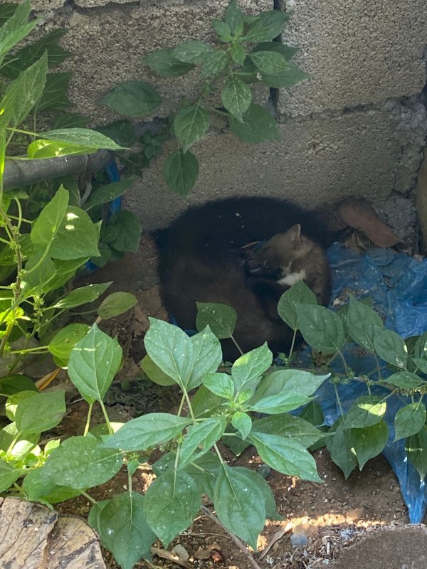 Ava giden sansar tellere takıldı