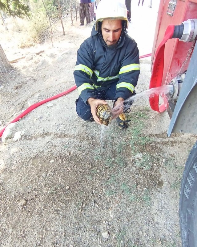 Alevlerin arasında kalan kaplumbağaya can suyu (Fotoğraflı) Mehmet İhsan Çakar HATAY (İHA) - Hatay'da çıkan yangında alevlerin arasında kalan kaplumbağanın imdadına itfaiye yetişti. Belen ilçesi Çakallı Mahallesi’nde bahçe yangını meydana geldi. İhbar üzerine bölgeye itfaiye ekipleri sevk edildi. Yangında alevlerin arasında kalan kaplumbağayı fark eden itfaiye ekipleri, hayvanı kurtardı. Sağlıklı bir şekilde kurtarılan kaplumbağa, serinletildikten sonra doğal yaşam alanına bırakıldı. Yangın kontrol altına alındı ve soğutma çalışması gerçekleştirildi.