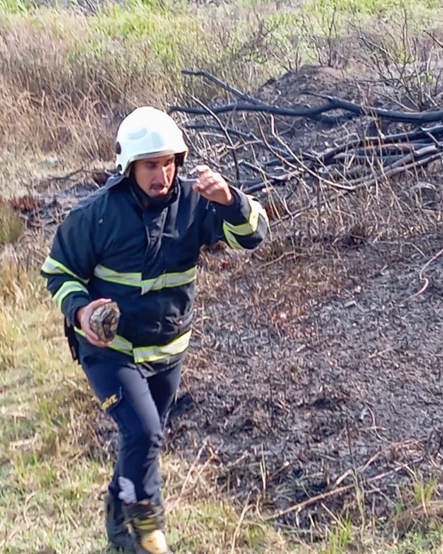 Alevlerin arasında kalan kaplumbağaya can suyu (Fotoğraflı) Mehmet İhsan Çakar HATAY (İHA) - Hatay'da çıkan yangında alevlerin arasında kalan kaplumbağanın imdadına itfaiye yetişti. Belen ilçesi Çakallı Mahallesi’nde bahçe yangını meydana geldi. İhbar üzerine bölgeye itfaiye ekipleri sevk edildi. Yangında alevlerin arasında kalan kaplumbağayı fark eden itfaiye ekipleri, hayvanı kurtardı. Sağlıklı bir şekilde kurtarılan kaplumbağa, serinletildikten sonra doğal yaşam alanına bırakıldı. Yangın kontrol altına alındı ve soğutma çalışması gerçekleştirildi.