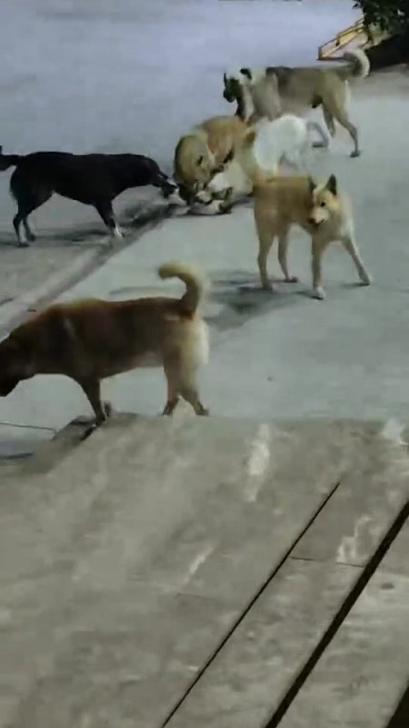 Yerel Haberler, İskenderun, Güvenlik, 3-sayfa, Güncel, hatay, kedi, Son Dakika