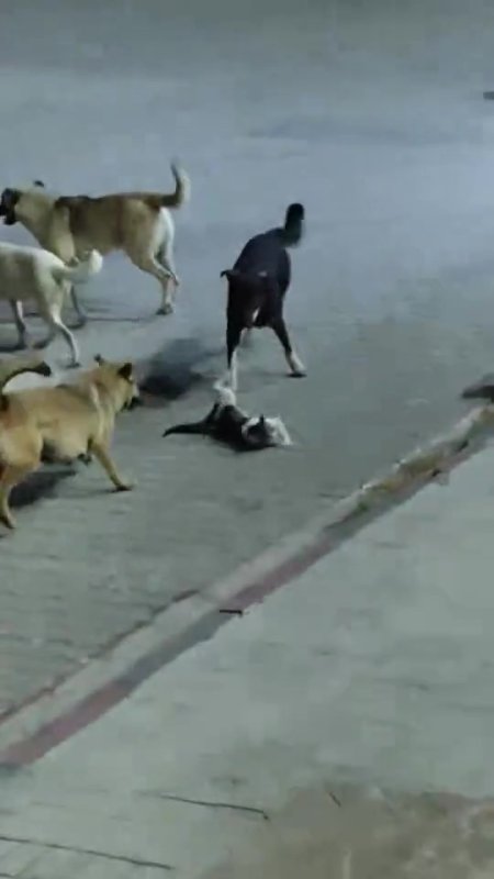 Yerel Haberler, İskenderun, Güvenlik, 3-sayfa, Güncel, hatay, kedi, Son Dakika