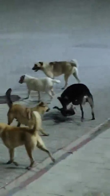 Yerel Haberler, İskenderun, Güvenlik, 3-sayfa, Güncel, hatay, kedi, Son Dakika