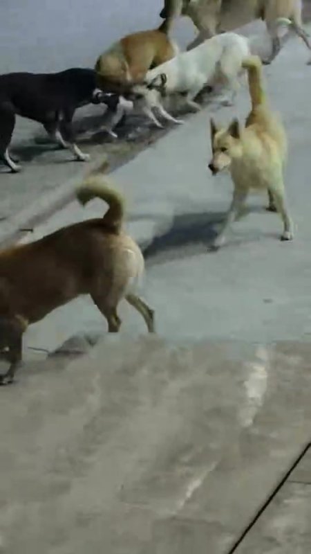 Yerel Haberler, İskenderun, Güvenlik, 3-sayfa, Güncel, hatay, kedi, Son Dakika