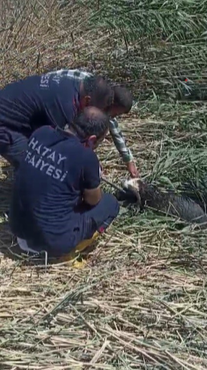 HATAY (İHA) - Hatay'ın Reyhanlı ilçesinde kaçarak çamura saplanan ve mahsur kalan 2 kurbanlık koyun itfaiye ekipleri tarafından kurtarıldı. Olay, Reyhanlı ilçesi Adabucak Mahallesi'nde yaşandı. Mahallede yaşayan bir vatandaş, Kurban Bayramı'nda kesmek için satın aldığı 2 koyunu evinin önünde beslemeye başladı. Yeni Sanayi Sitesi yakınlarındaki tarlaya kaçan 2 koyun, çamurla kaplı dereye düştü. Çamura saplanıp mahsur kalan koyunları gören vatandaşların durumu 112 Acil Çağrı Merkezi'ne bildirilmesi üzerine olay yerine itfaiye ekipleri sevk edildi. Kısa sürede bölgeye intikal eden itfaiye ekipleri, iş makinesi yardımıyla çamura saplanan koyunlar kurtardı. İtfaiye ekiplerinin operasyonuyla kurtarılan iki koyun sahibine teslim edildi.