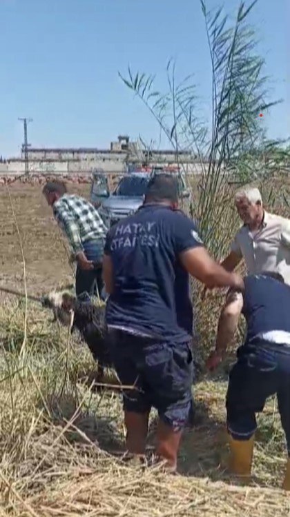 HATAY (İHA) - Hatay'ın Reyhanlı ilçesinde kaçarak çamura saplanan ve mahsur kalan 2 kurbanlık koyun itfaiye ekipleri tarafından kurtarıldı. Olay, Reyhanlı ilçesi Adabucak Mahallesi'nde yaşandı. Mahallede yaşayan bir vatandaş, Kurban Bayramı'nda kesmek için satın aldığı 2 koyunu evinin önünde beslemeye başladı. Yeni Sanayi Sitesi yakınlarındaki tarlaya kaçan 2 koyun, çamurla kaplı dereye düştü. Çamura saplanıp mahsur kalan koyunları gören vatandaşların durumu 112 Acil Çağrı Merkezi'ne bildirilmesi üzerine olay yerine itfaiye ekipleri sevk edildi. Kısa sürede bölgeye intikal eden itfaiye ekipleri, iş makinesi yardımıyla çamura saplanan koyunlar kurtardı. İtfaiye ekiplerinin operasyonuyla kurtarılan iki koyun sahibine teslim edildi.