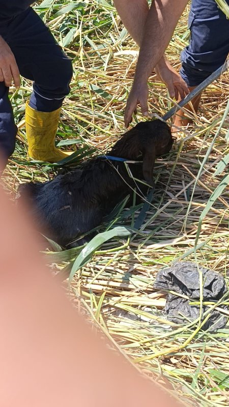 HATAY (İHA) - Hatay'ın Reyhanlı ilçesinde kaçarak çamura saplanan ve mahsur kalan 2 kurbanlık koyun itfaiye ekipleri tarafından kurtarıldı. Olay, Reyhanlı ilçesi Adabucak Mahallesi'nde yaşandı. Mahallede yaşayan bir vatandaş, Kurban Bayramı'nda kesmek için satın aldığı 2 koyunu evinin önünde beslemeye başladı. Yeni Sanayi Sitesi yakınlarındaki tarlaya kaçan 2 koyun, çamurla kaplı dereye düştü. Çamura saplanıp mahsur kalan koyunları gören vatandaşların durumu 112 Acil Çağrı Merkezi'ne bildirilmesi üzerine olay yerine itfaiye ekipleri sevk edildi. Kısa sürede bölgeye intikal eden itfaiye ekipleri, iş makinesi yardımıyla çamura saplanan koyunlar kurtardı. İtfaiye ekiplerinin operasyonuyla kurtarılan iki koyun sahibine teslim edildi.
