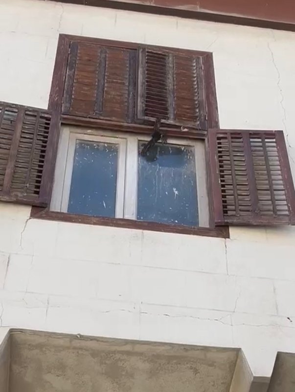 Hatay'da Mahsurdaki Kırlangıç Kurtarıldı