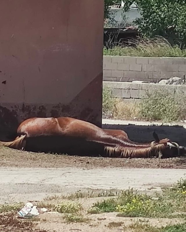 Duvara toslayan at telef oldu