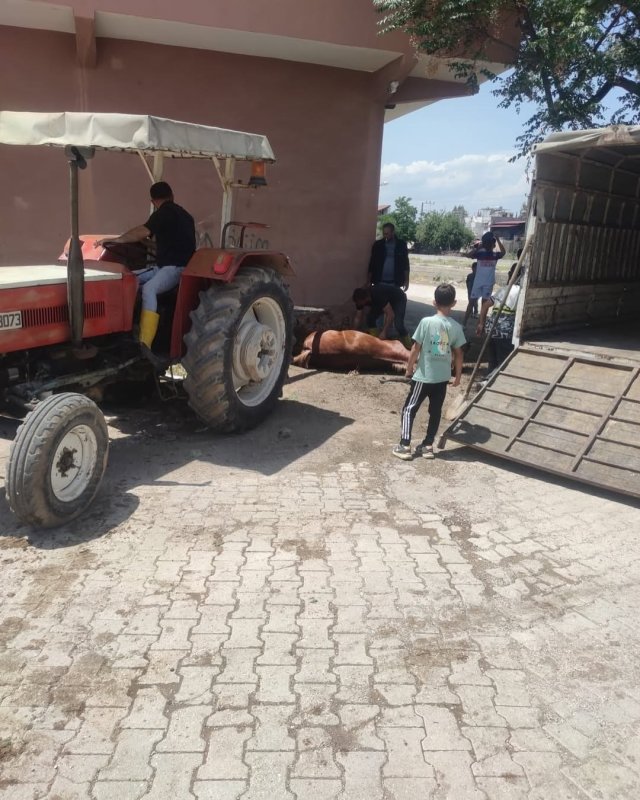 Duvara toslayan at telef oldu