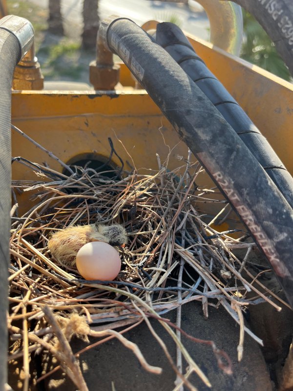 Kepçe Operatörü Yuvayı Bozmamak İçin 23 Gündür Çalışmıyor
